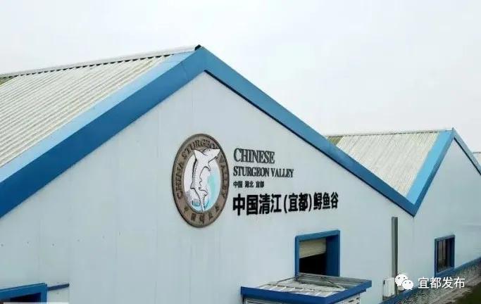 一條魚“游”出百億產業鏈