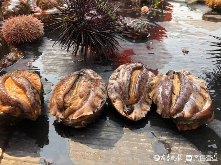 藏在大海深處的煙臺(tái)南隍城島為何被譽(yù)為“中國鮑魚島”