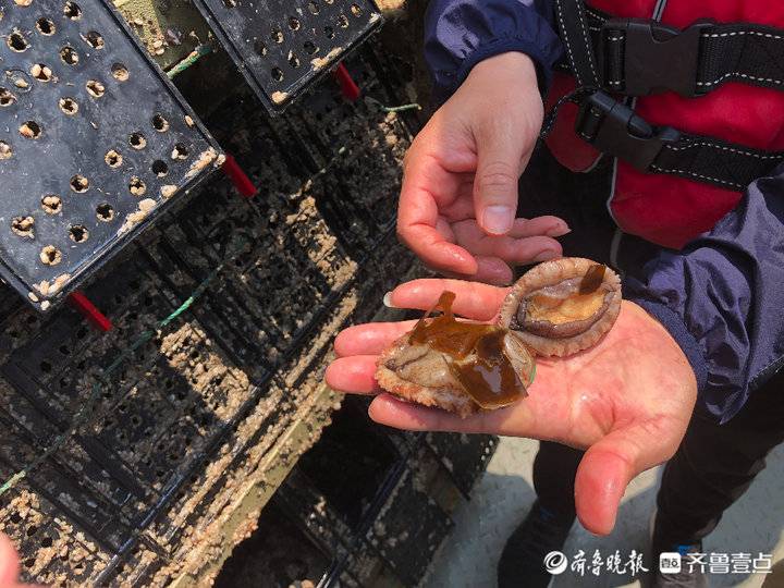 吃出口級海帶長大！“國鮑1號”上可養(yǎng)120噸類野生鮑魚